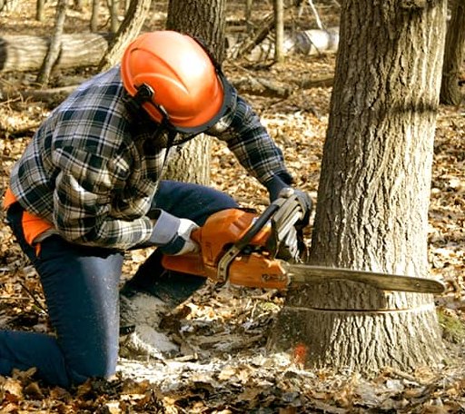 Tree Removal in Weare, NH